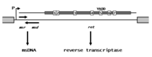 The retron operon carries a promoter sequence P that controls the synthesis of an RNA transcript carrying three loci: msr, msd, and ret. The ret gene product, a reverse transcriptase, processes the msd/msr portion of the RNA transcript into msDNA. Retron organization.png