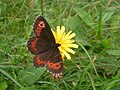 No underside available (Sognsvann) Erebia ligea?