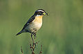 Braunkehlchen mit Beute, ehemals Brutvogel im Ried, heute verschwunden