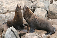 Seal 0906.jpg