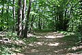 Le circuit des pierres mégalithiques en sous-bois.