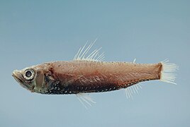 Neoscopelus microchir (Neoscopelidae).