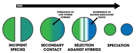 Reinforcement assists speciation by selecting against hybrids. Speciation by Reinforcement Schematic.svg