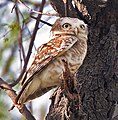 At Keoladeo National Park, Bharatpur, Rajasthan, India.