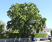 Stieleiche an der Tegelbergstraße