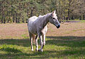 Extrem gefährdete Nutztierrasse "Senner Pferde" im Naturschutzgebiet Moosheide