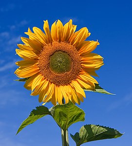 Sunflower (Sunfola variety) Victoria (Australia)