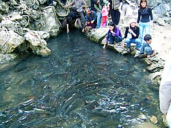Cẩm Lương fish stream with Spinibarbus denticulatus