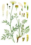 Tanacetum cinerariifolium — Пижма цинерариелистная