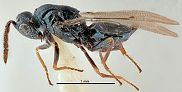 Tetrastichus perkinsorum