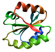 Thioredoxin-fold-1ert.png