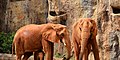 Trois éléphants d'Afrique