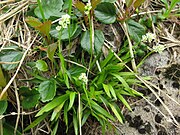 花茎は根出葉の中心から伸びる[4]。