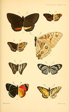 M. rhodopteron é o par de asas voltado para a direita, grande e em vista inferior, nesta gravura de 1880. Note o padrão dos ocelos: um na asa anterior; três na asa posterior. A face superior não difere muito do padrão azul das Morpho mais conhecidas.[1][2]