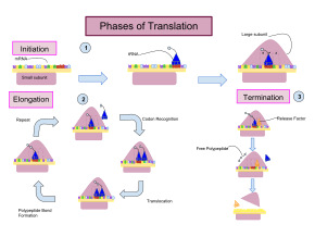 The three phases of translation: (1) in initiation, the small ribosomal subunit binds to the RNA strand and the initiator tRNA-amino acid complex binds to the start codon, culminating in attachment of the large subunit; (2) elongation occurs as a cycle, in which codons are sequentially recognized by charged tRNAs, followed by peptide bond formation with transfer of the polypeptide between tRNAs within the ribosome and finally translocation of the ribosome to the next codon; (3) termination, when a stop codon is reached, a release factor binds and the polypeptide is released (note that labels for translocation and peptide bond formation are reversed in this image) Translation drawing- Carina Huerta.svg