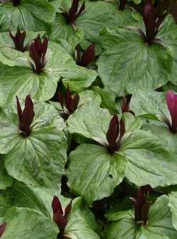 TrilliumChloropetalumRubrum-thumb.jpg