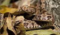 Protobothrops mucrosquamatus