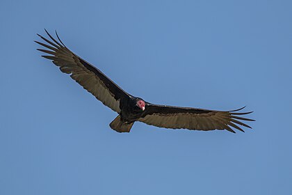 Urubu-de-cabeça-vermelha (Cathartes aura) em voo, Cuba. Ele é o mais difundido dos abutres do Novo Mundo, encontrado do sul do Canadá até o extremo sul da América do Sul. Habita uma variedade de áreas abertas e semiabertas, incluindo florestas subtropicais, matagais, pastagens e desertos. Como todos os abutres do Novo Mundo, não está intimamente relacionado com os abutres do Velho Mundo da Europa, África e Ásia. O urubu é um necrófago e alimenta-se quase exclusivamente de carniça. Ele encontra seu alimento usando seus olhos aguçados e olfato, voando baixo o suficiente para detectar os gases produzidos pelo início do processo de decomposição em animais mortos. Em voo, ele usa as térmicas para se mover pelo ar, batendo suas asas raramente. Habita em grandes grupos comunitários. Nidifica em cavernas, árvores ocas ou matagais. A cada ano, geralmente cria dois filhotes, que alimenta por regurgitação. Possui muito poucos predadores. (definição 3 756 × 2 504)