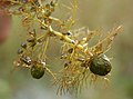 Zimní pupeny (turiony) bublinatky obecné (Utricularia vulgaris)