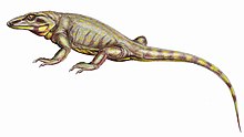 Phylogenetic classifications group the traditional "mammal-like reptiles", like this Varanodon, with other synapsids, not with extant reptiles Varanodon1DB.jpg