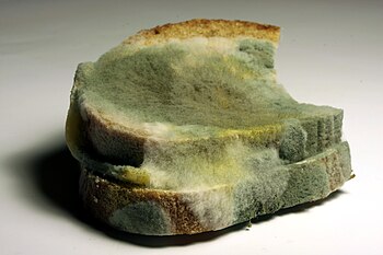English: mold on bread Deutsch: verschimmeltes...