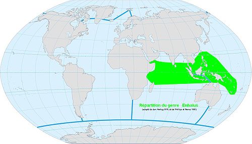 Répartition du genre Enhalus