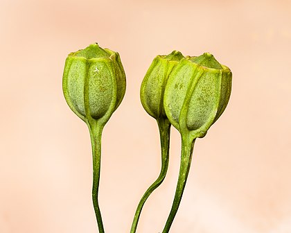 Cápsulas da madressilva (Alstroemeria aurea) (definição 4 206 × 3 365)