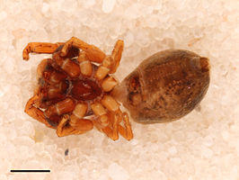 Zygoballus iridescens