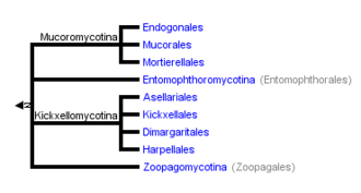 Phylogeny of Zygomycota Zygomycota Phylogeny.png