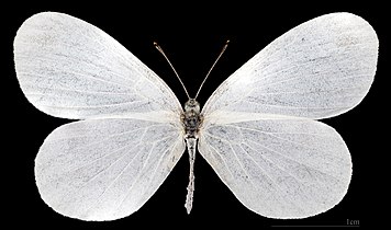 Leptidea sinapis ♀