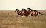 Miniatura para Desierto de las tierras bajas del Caspio