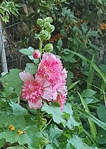 Miniatura para Alcea rosea