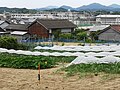 小浜海岸砂丘の集落内にある農地。奥の建物群は隣区の網野地区。