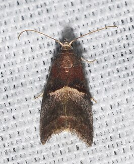 Acrobasis exsulella