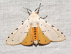 Description de l'image - 8131 – Estigmene acrea – Salt Marsh Moth (29457315097).jpg.