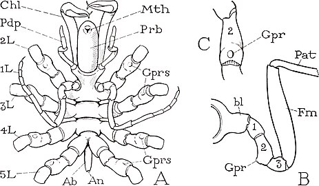 Chaetonymphon spinosum の生殖孔（Gpr）