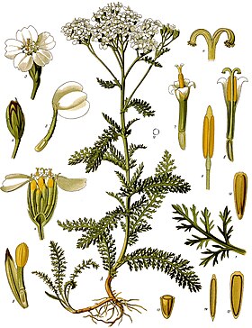 Aquillea milefollium