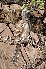 L. n. nasatus, juv. female in Ethiopia