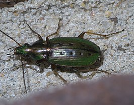 Agonum octopunctatum