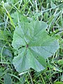 Althaea hirsuta list