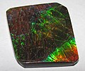 Thumbnail for File:Ammolite from Placenticeras fossil ammonite (Bearpaw Formation, Upper Cretaceous, 70-75 Ma; mine in St. Mary River Valley, Alberta, Canada) 9 (40630261754).jpg