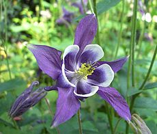 Aquilegia vulgaris1.jpg