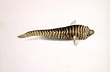 Aspasmogaster tasmaniensis