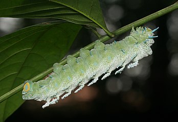 Lagarta de Attacus taprobanis, uma mariposa da família Saturniidae, nativa do Sri Lanka e Índia do Sul. (definição 4 954 × 3 413)