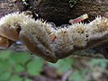 Auricularia mesenterica