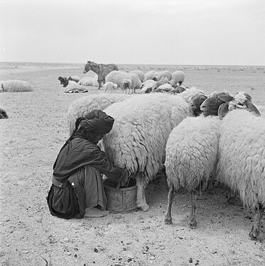 Traite des brebis chez les Bédouins de Syrie en 1950.