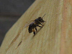 Bee with pollen