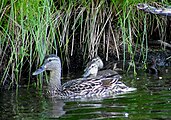 Black Duck, Sebago Lake