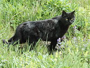 A black cat, which lacks a functional agouti gene and so cannot signal MC1R to produce red pigment.