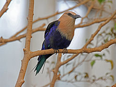 Coracias cyanogaster